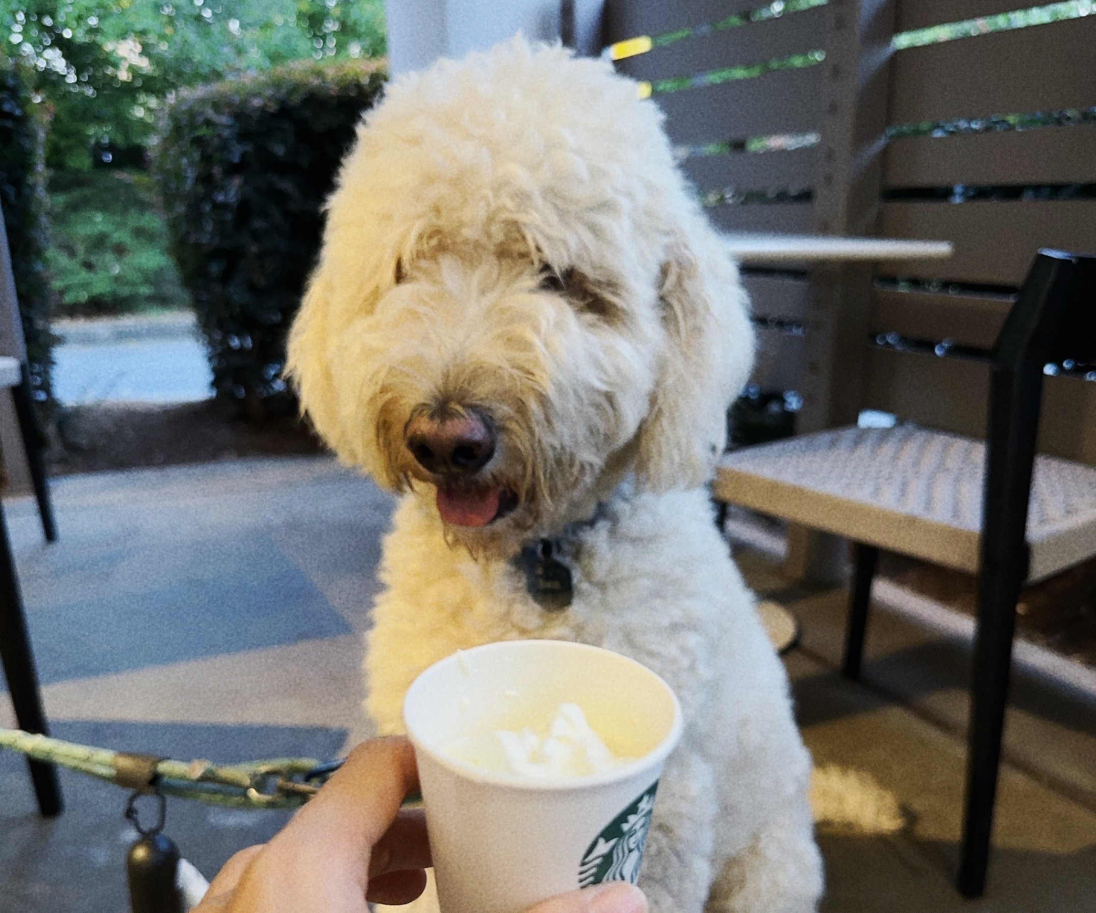 Ben and a pup cup