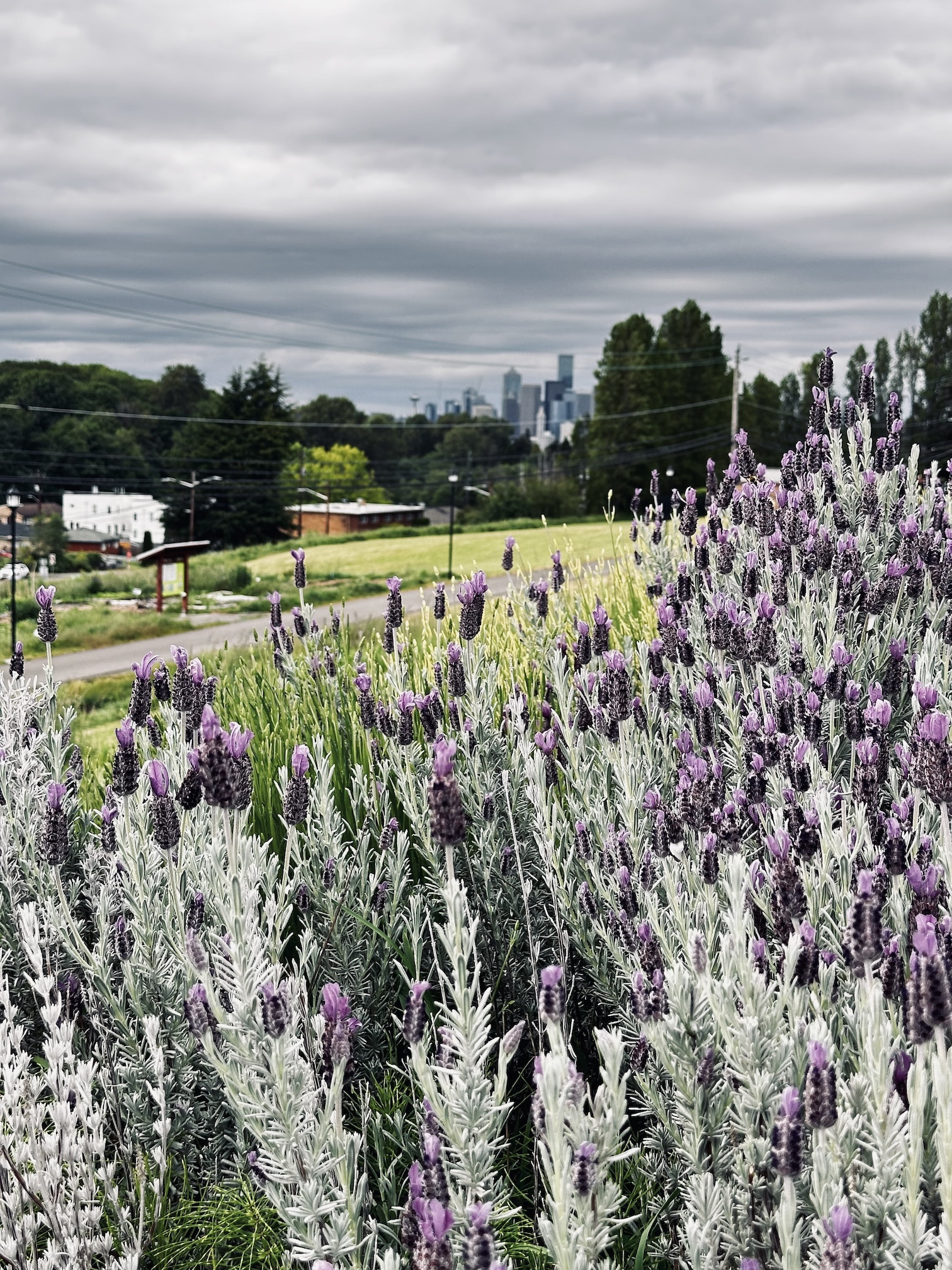 Lavender seemed sorrowful. It has nothing to do with driving, though.